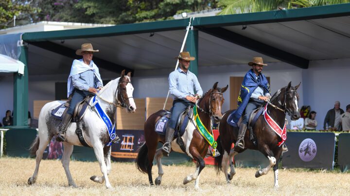 Cavalo da raça Mangalarga estreia na Agrishow