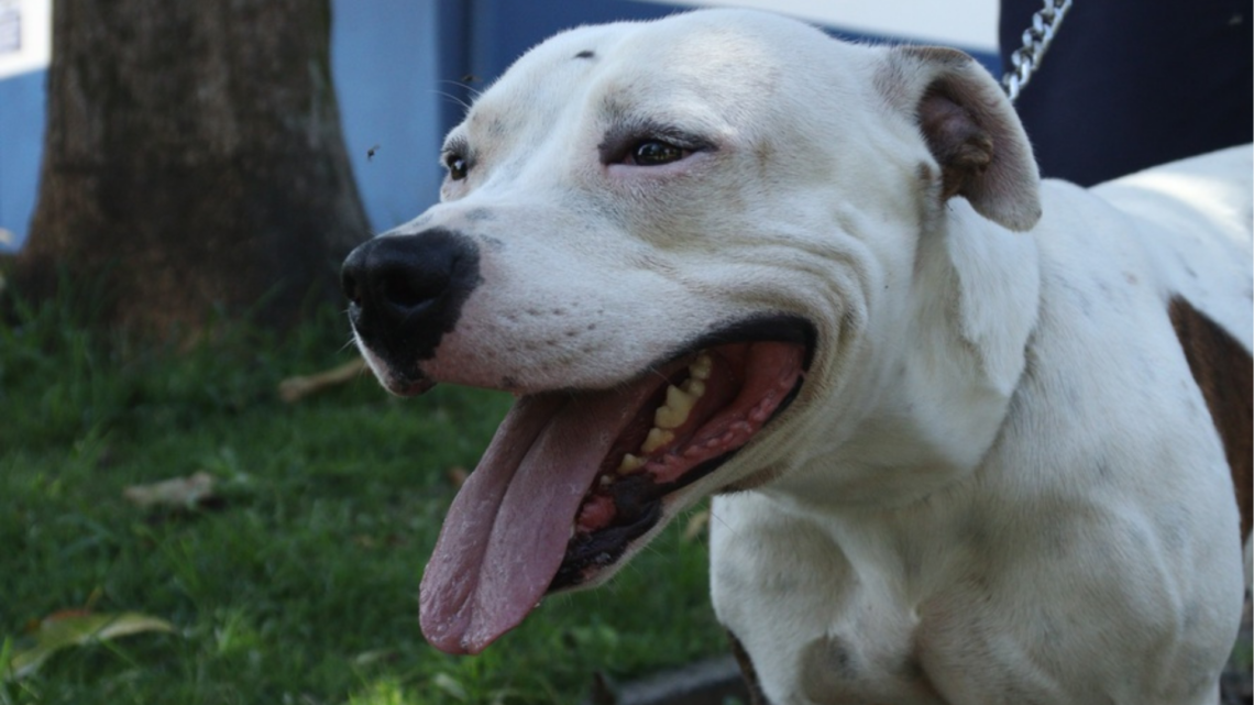 Será aberto nesta quarta o processo eleitoral para compor Conselho Municipal de Proteção e Defesa dos Animais de Hortolândia