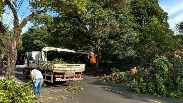 Secretaria de Meio Ambiente realiza poda preventiva de árvores em várias regiões de Nova Odessa