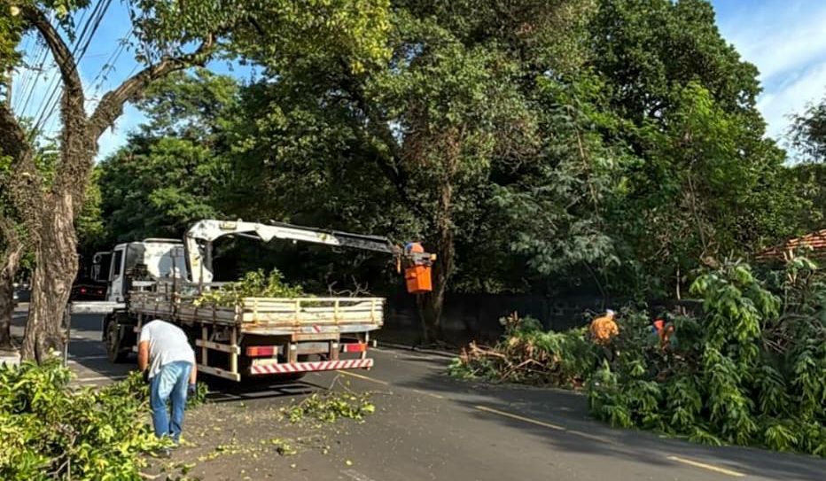 Secretaria de Meio Ambiente realiza poda preventiva de árvores em várias regiões de Nova Odessa