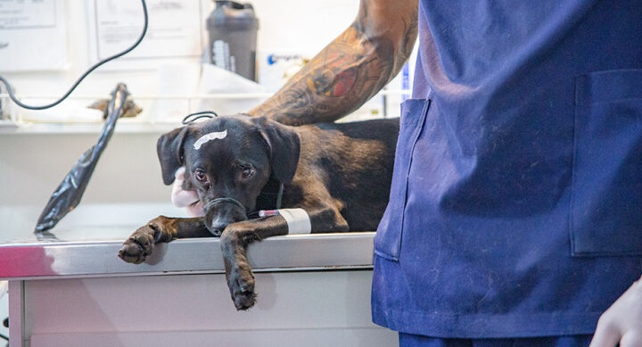 Hortolândia realiza mutirão de castração com 360 atendimentos