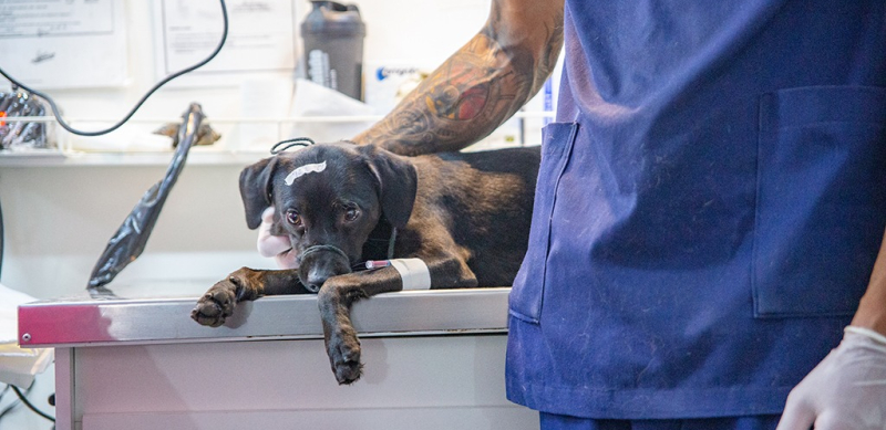 Hortolândia realiza mutirão de castração com 360 atendimentos