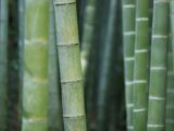 Bambu reúne propriedades que ampliam seu uso no lar