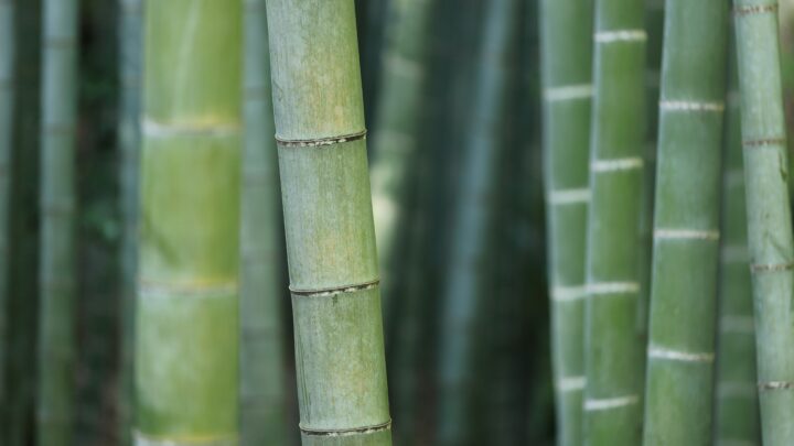 Bambu reúne propriedades que ampliam seu uso no lar