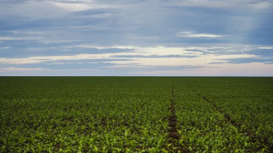 Seguro rural: parlamentares de MG e do PR cobram fortalecimento da política para dar previsibilidade ao agro