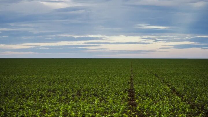 Seguro rural: parlamentares de MG e do PR cobram fortalecimento da política para dar previsibilidade ao agro