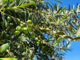 Produção de azeitonas na Califórnia otimiza a importação