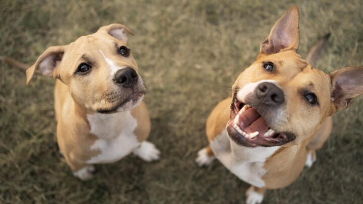 Elanco trata mais de 2 milhões de cães com Zenrelia