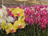 Dia dos Namorados aquece o mercado de flores, plantas e acessórios