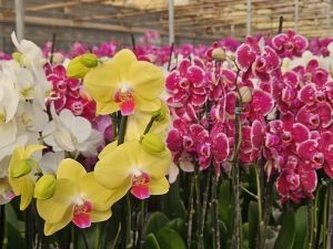 Dia dos Namorados aquece o mercado de flores, plantas e acessórios
