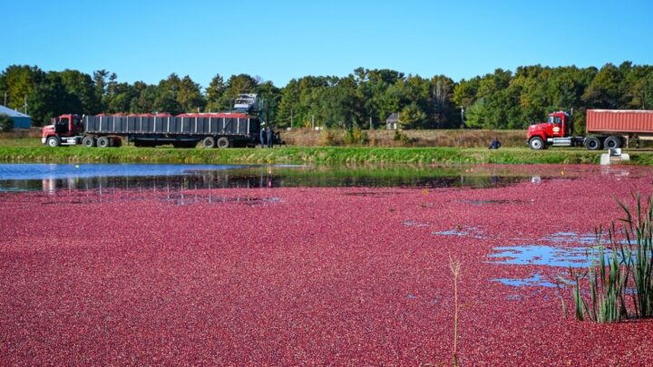 Cranberries incrementam a economia nacional