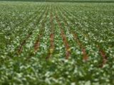 Agricultura: governo publica preços mínimos para safra de verão 2026/27