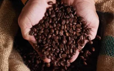 Café hoje: confira cotações para esta segunda-feira (22)