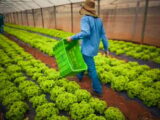 Dívidas rurais: CMN publica regras para acesso de produtores às renegociações