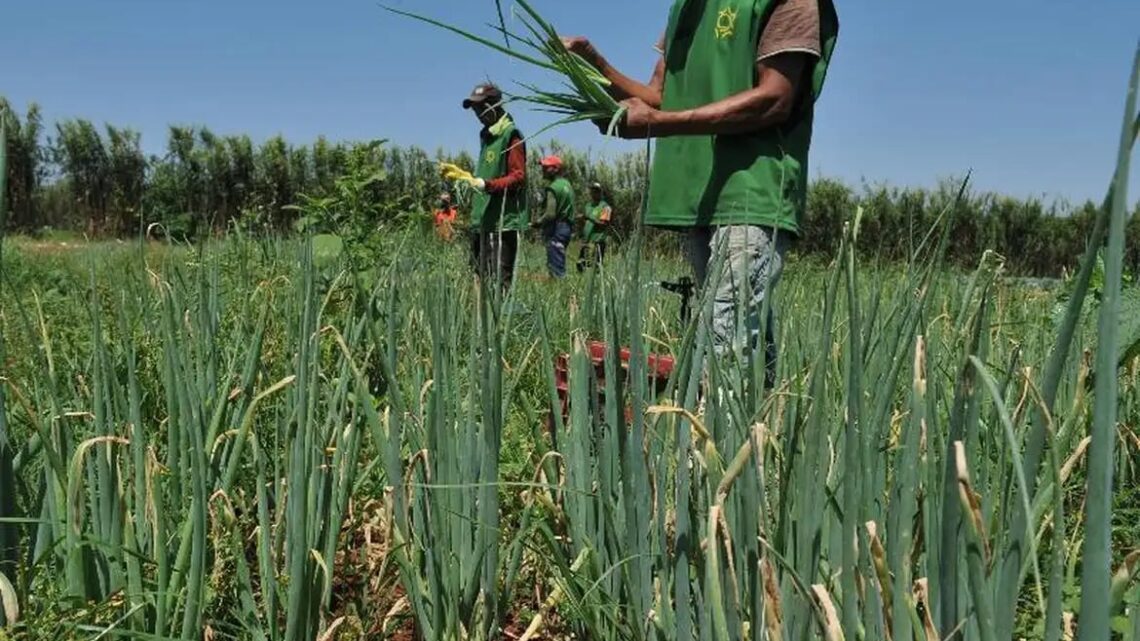 Mais da metade dos setores do agro registra queda e abril fecha com saldo negativo de empregos