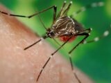 Ministério da Saúde alerta para risco de aumento de dengue e chikungunya com avanço do El Niño