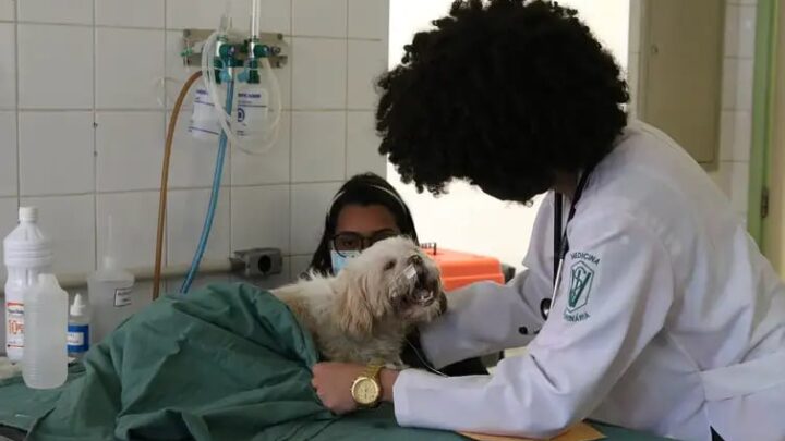 Produtos veterinários terão canal obrigatório de atendimento ao usuário; veja novas regras