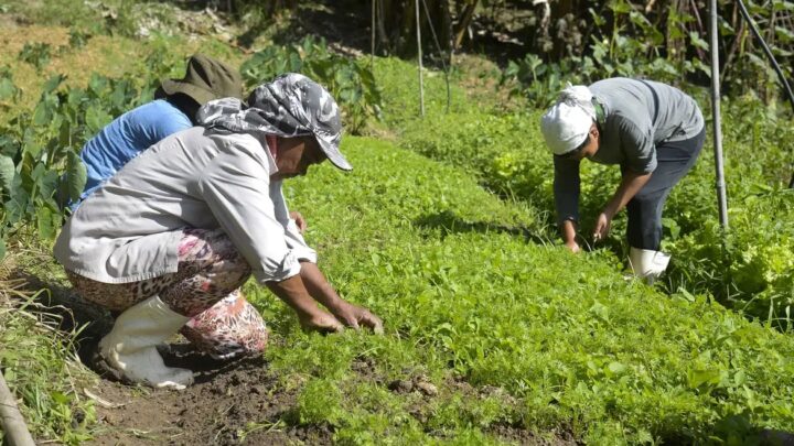 Projeto prevê comprovação da propriedade e CNPJ ativo para acesso a programas governamentais