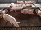 Projeto que repactua repasses da atividade pecuarista entre municípios avança na Câmara