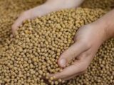 SOJA E TRIGO : confira cotações para esta quarta-feira (8)