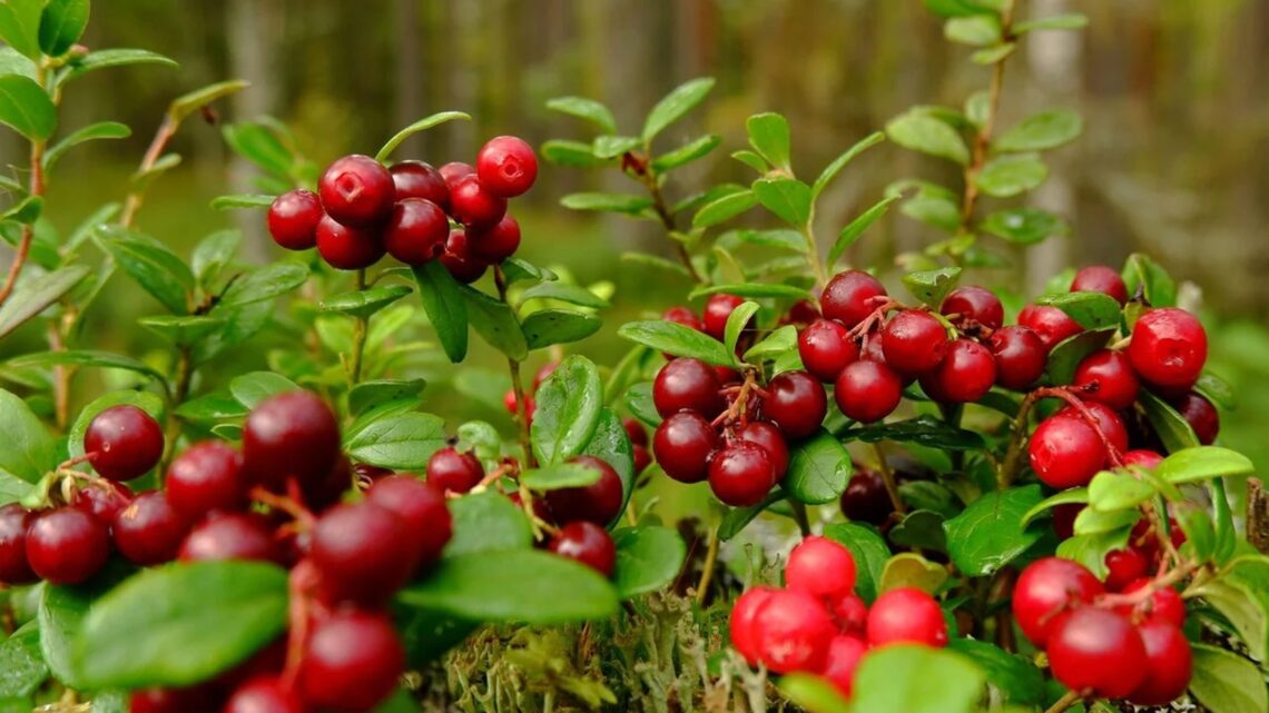 Cranberry: uma fruta repleta de benefícios para a saúde