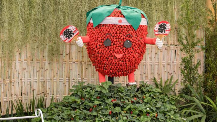Festa de Flores e Morangos de Atibaia apresenta novidades