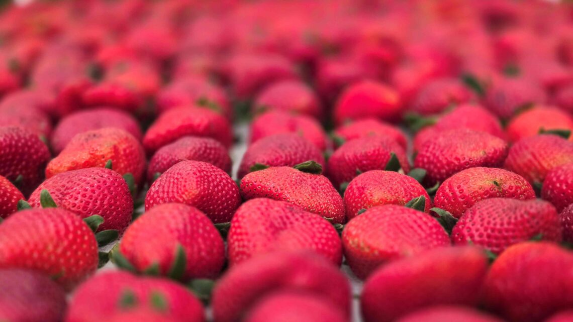 Festa de Flores e Morangos realiza 44ª edição em Atibaia