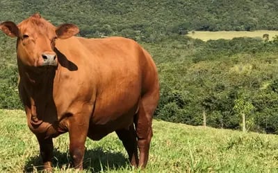 Boi gordo hoje: arroba recua e é negociada a R$ 342,50 em São Paulo