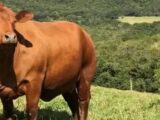 Boi gordo hoje: confira cotações para esta segunda-feira (10)