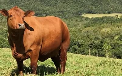 Boi gordo hoje: confira cotações para esta sexta-feira (7)