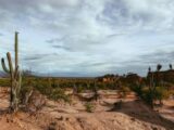 Brasil apresenta na COP17 ações de combate à desertificação e recuperação de áreas degradadas