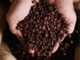 Café hoje: confira as cotações para esta segunda-feira (3)