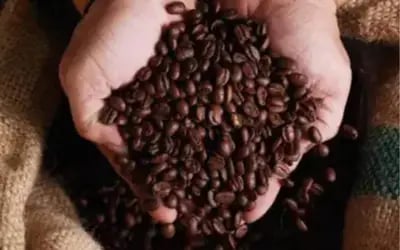 Café hoje: confira as cotações para esta segunda-feira (3)