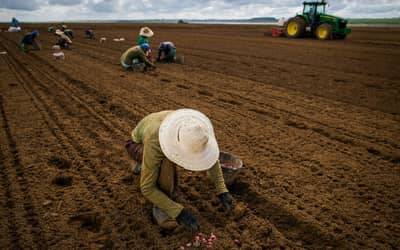 Governo atrasa pagamento de R$ 141 milhões de contratos do Seguro Rural