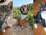 Adoção de pets acontece neste sábado em Vargem Grande Paulista