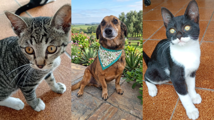 Adoção de pets acontece neste sábado em Vargem Grande Paulista