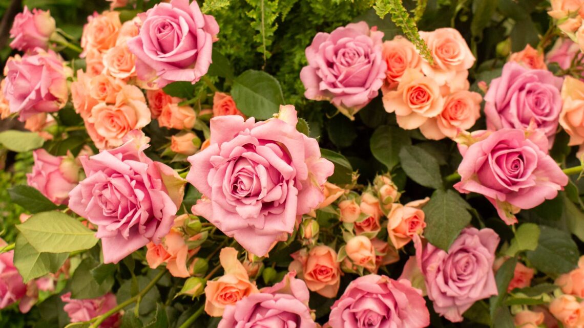 Festa de Flores e Morangos inicia nesta sexta