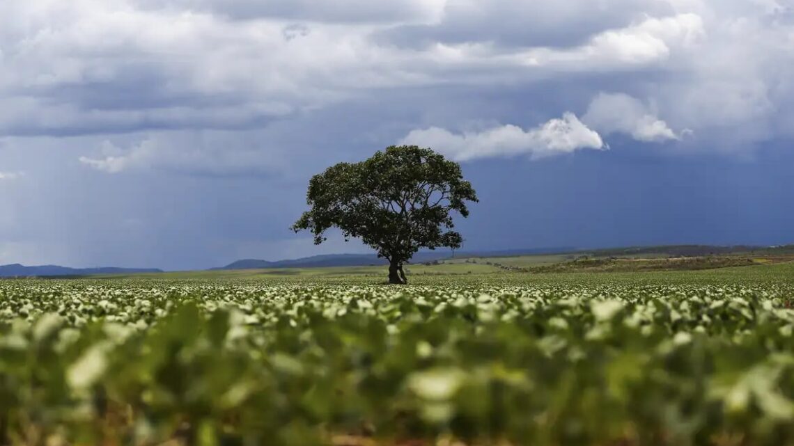Crédito rural: Região Sul lidera liberação de recursos e Nordeste registra maior valor médio na safra 2026/2027