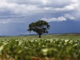 Crédito rural: Região Sul lidera liberação de recursos e Nordeste registra maior valor médio na safra 2026/2027