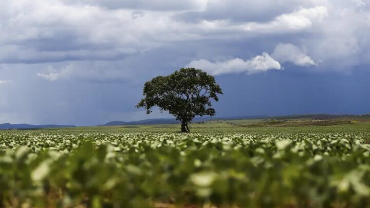 Crédito rural: Região Sul lidera liberação de recursos e Nordeste registra maior valor médio na safra 2026/2027