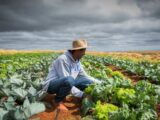 Renegociação de dívidas rurais não chega ao produtor, diz bancada do agro
