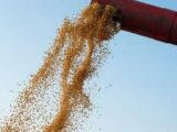 Soja inicia sexta-feira (4) em queda no Paraná e em Paranaguá