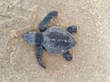 Indústria alagoana apoia conservação da fauna marinha