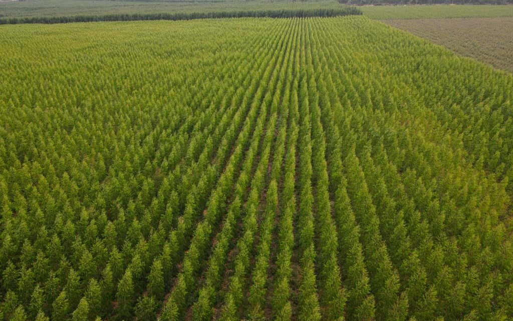 Madeira é destaque de MG na economia de baixo carbono