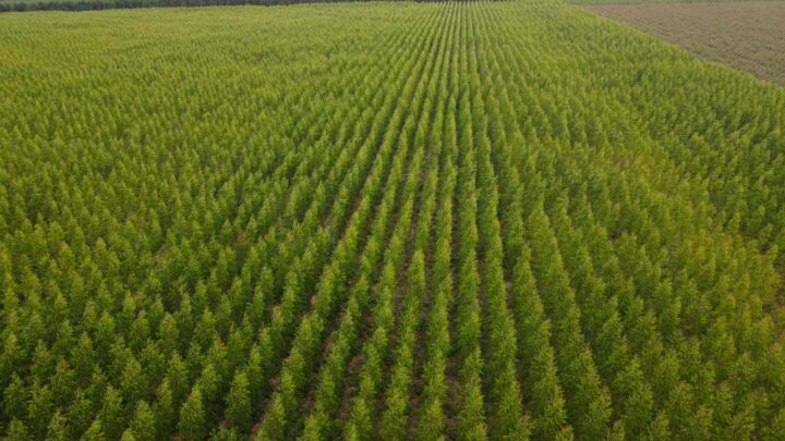 Madeira é destaque de MG na economia de baixo carbono