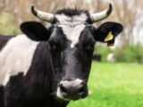 Boi gordo, frango e suíno: confira cotações para esta segunda-feira (26)