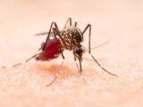 Dengue: casos prováveis caem 70% no Brasil em 2026