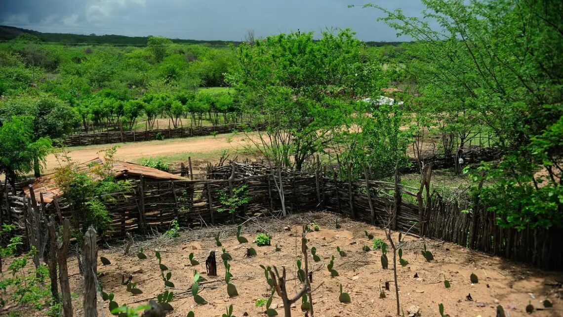 El Niño: agro do Nordeste deve priorizar conservação do solo, uso eficiente da água e formação de reservas