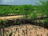El Niño: agro do Nordeste deve priorizar conservação do solo, uso eficiente da água e formação de reservas