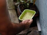 Quase metade dos municípios está em alerta ou risco para presença do Aedes aegypti